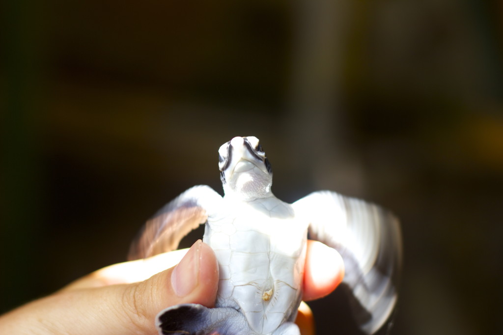 Turtle farm - Wunder Bar, Bentota, Sri Lanka
